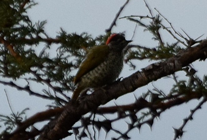 Green-backed Woodpecker - Nathan Hentze