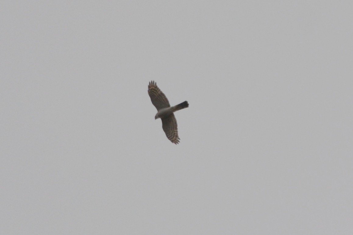 Eurasian Sparrowhawk - ML384700541