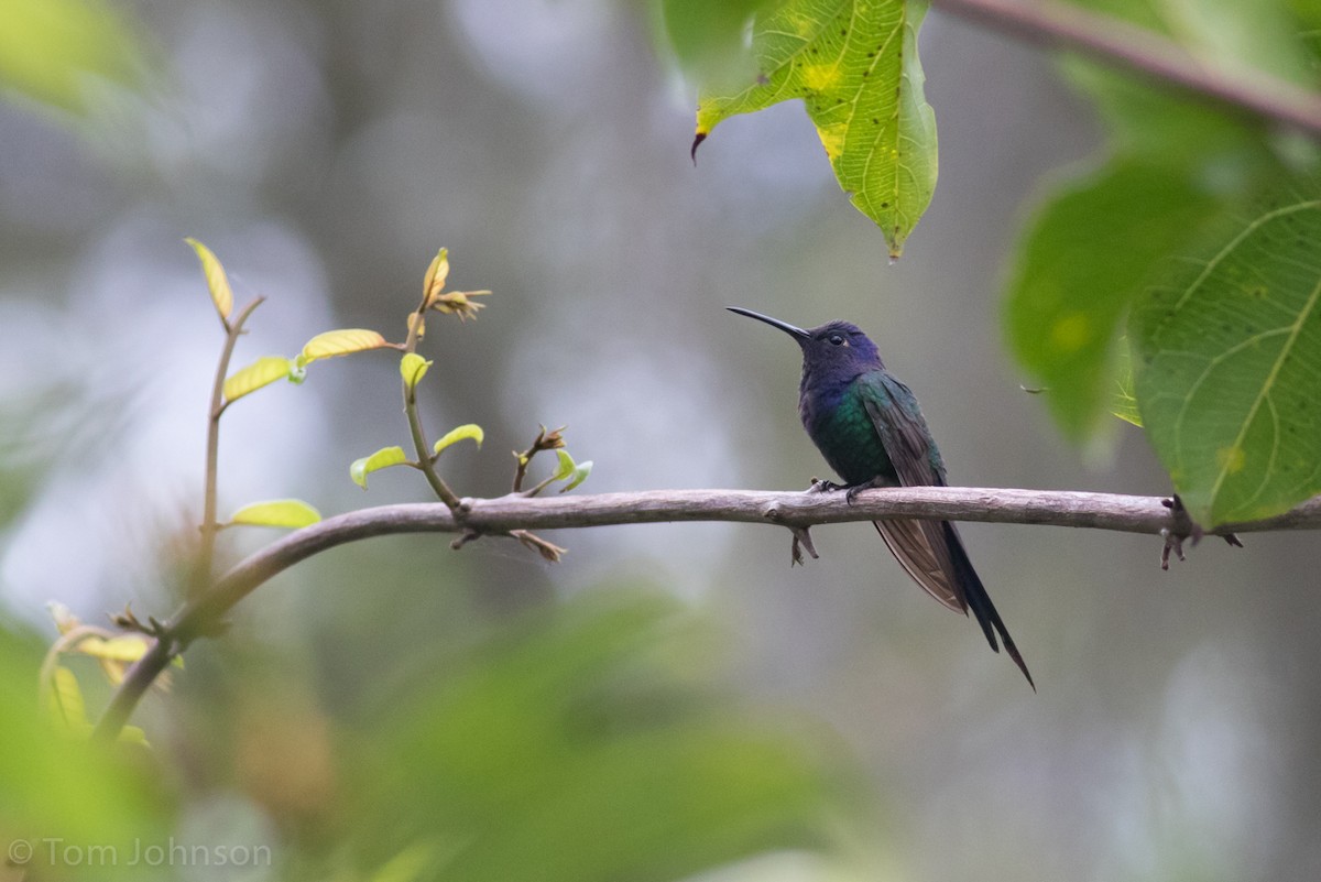 Swallow-tailed Hummingbird - ML38470091