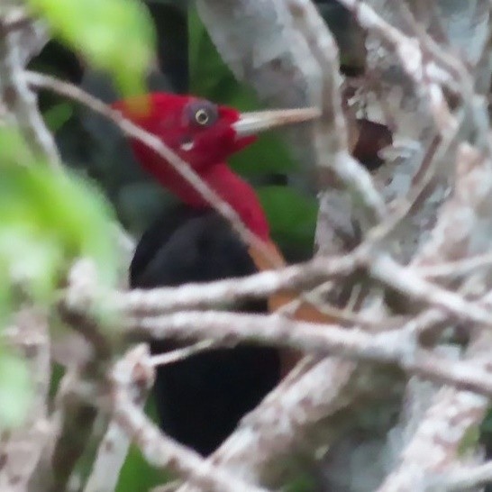 Red-necked Woodpecker - ML384701151
