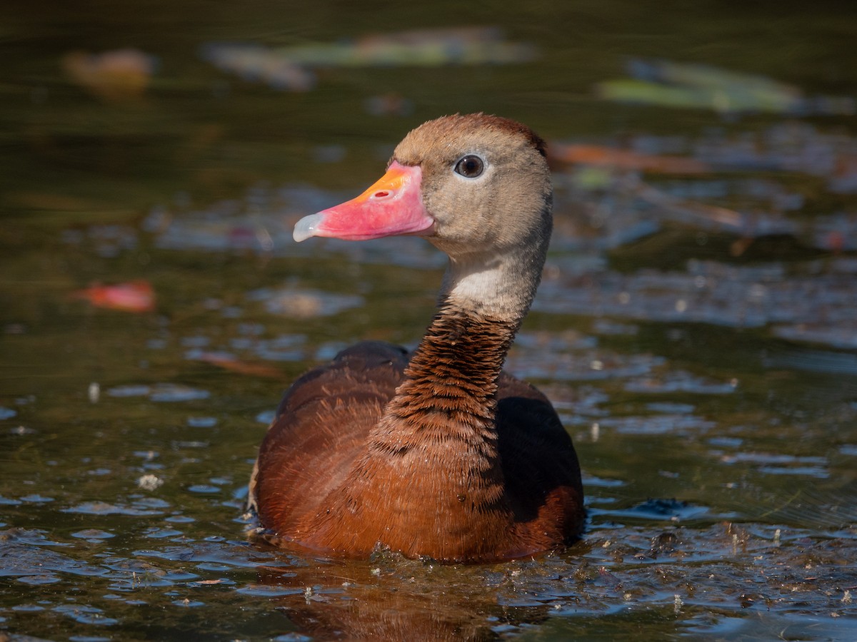 Black-bellied Whistling-Duck - wendy wright