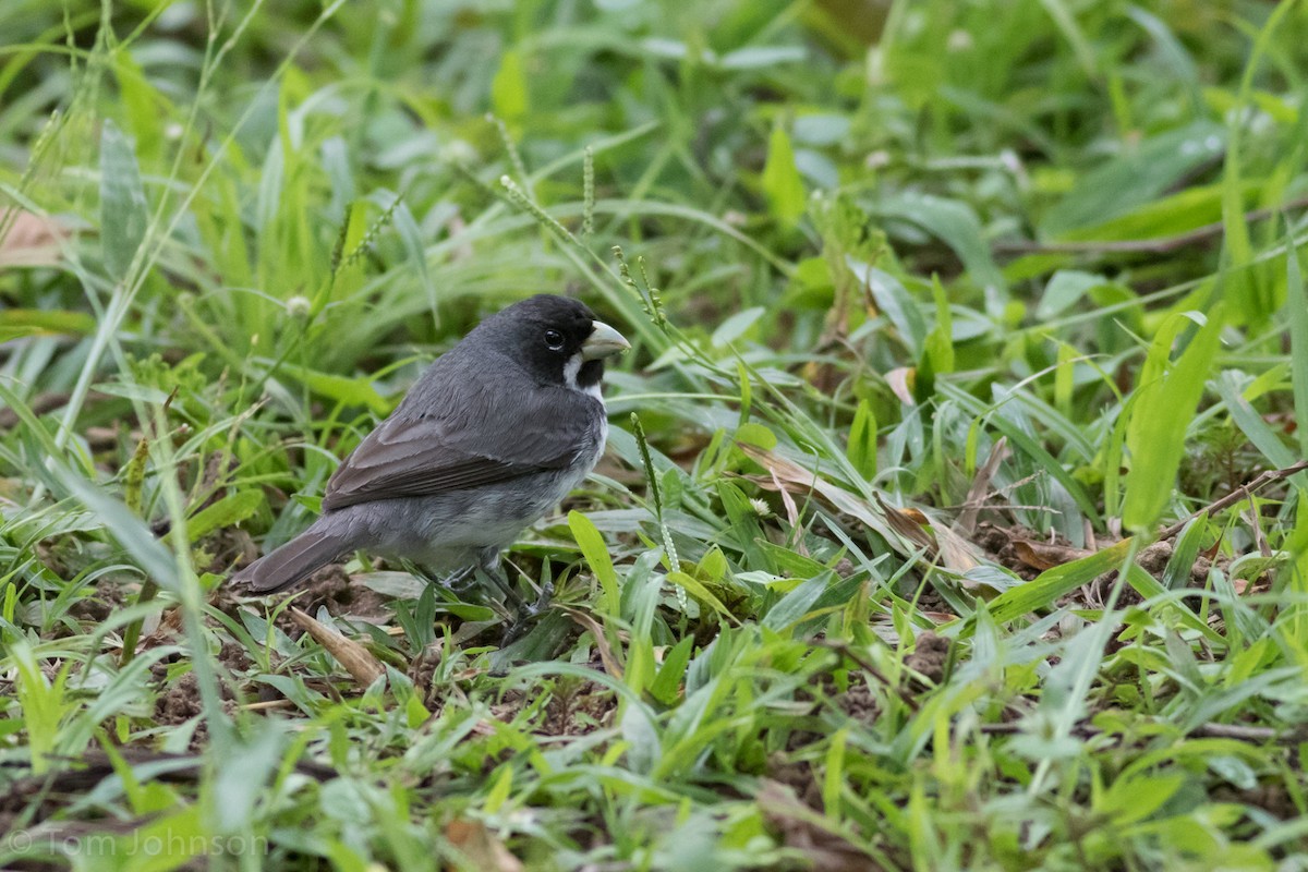 Double-collared Seedeater - ML38470261