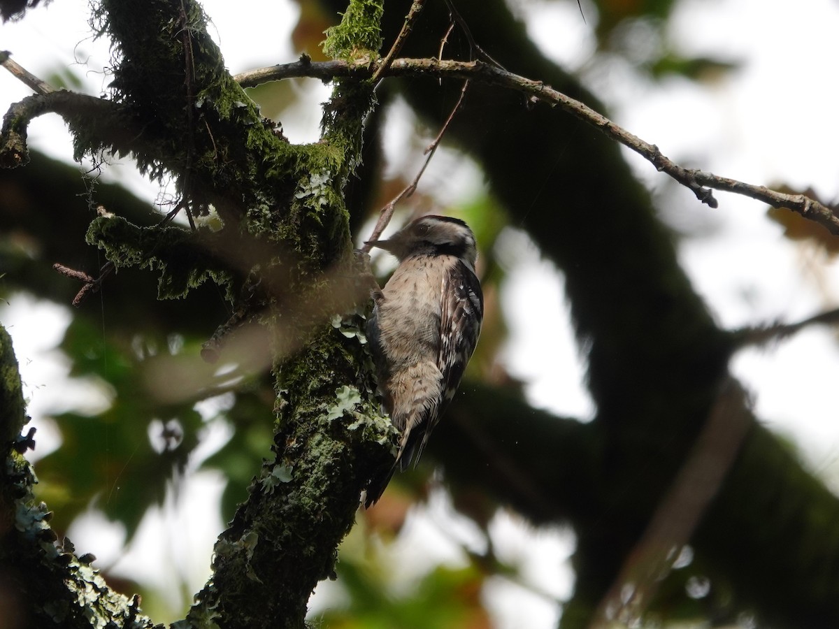 Lesser Spotted Woodpecker - Samuel Levy