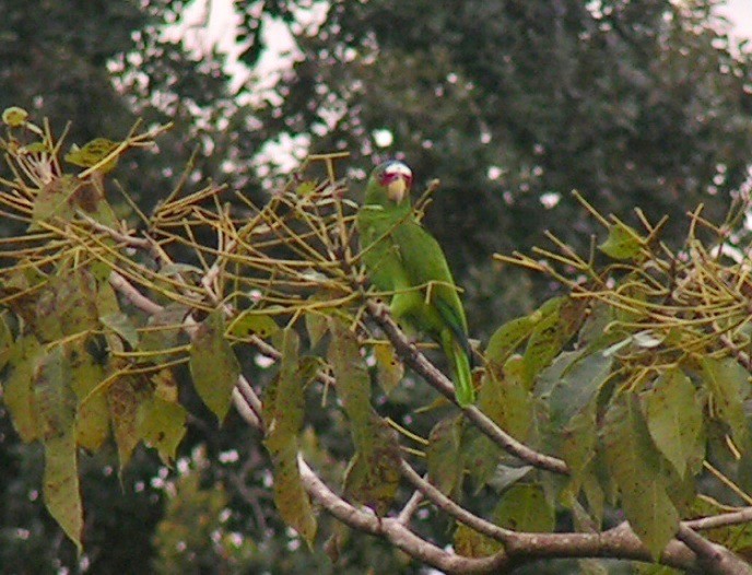 White-fronted Parrot - ML384704301