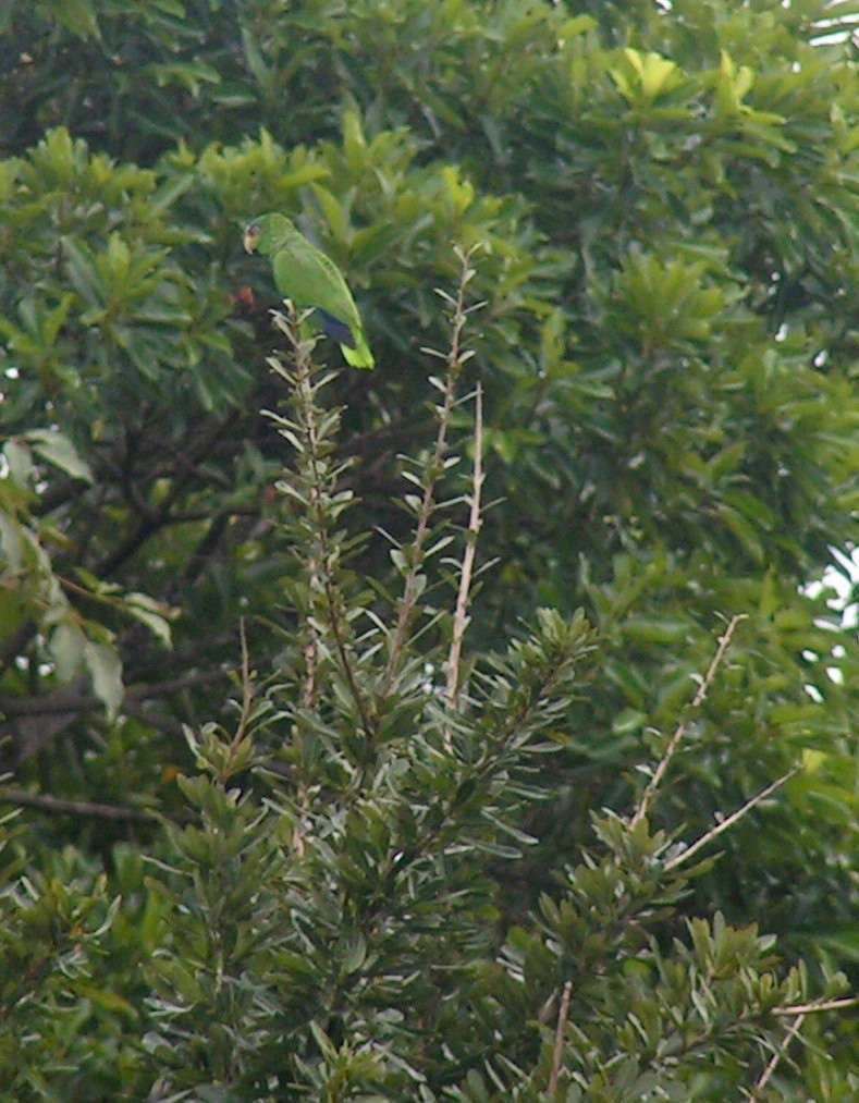 White-fronted Parrot - ML384704311