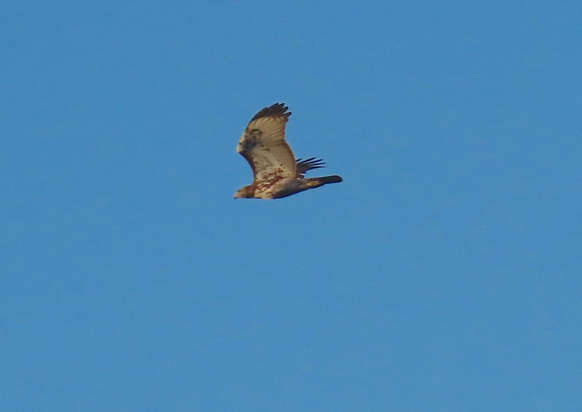 Red-tailed Hawk - ML384710801