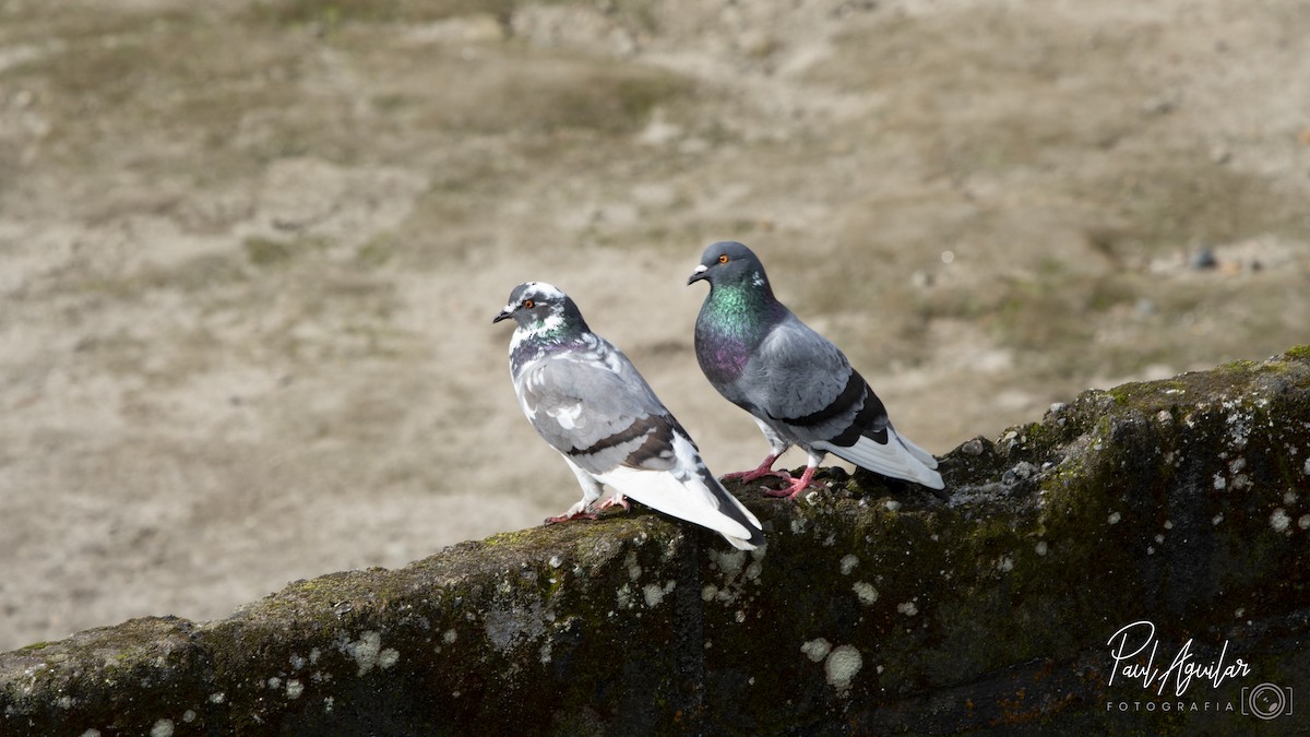Rock Pigeon (Feral Pigeon) - Paul Aguilar