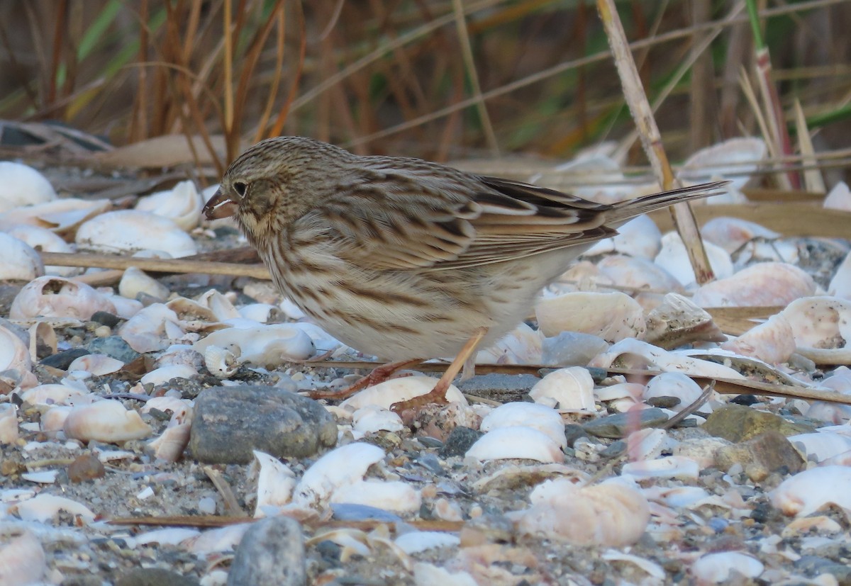 Savannah Sparrow - ML384721471