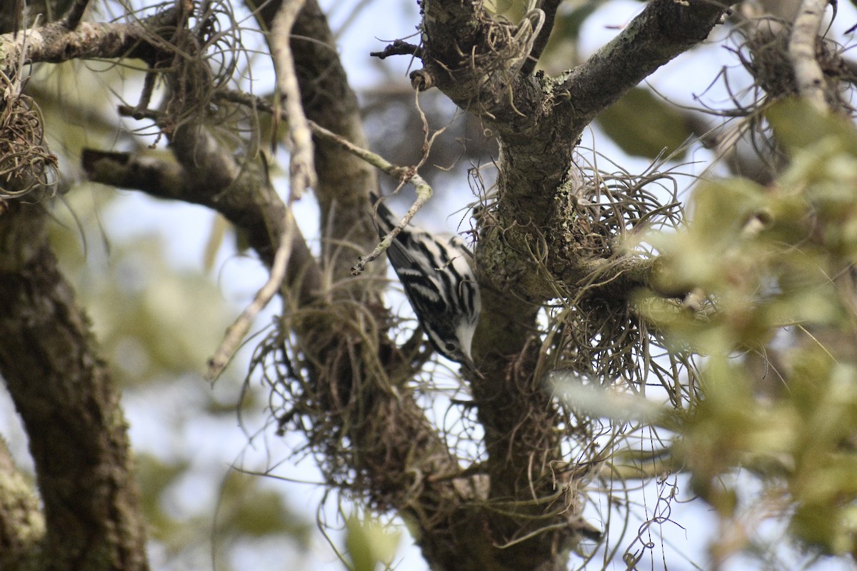 Black-and-white Warbler - ML384722671