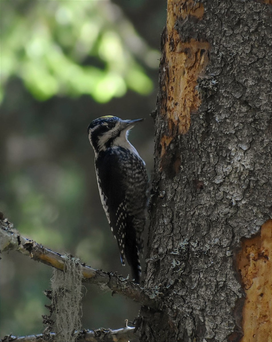 Eurasian Three-toed Woodpecker - ML384724191