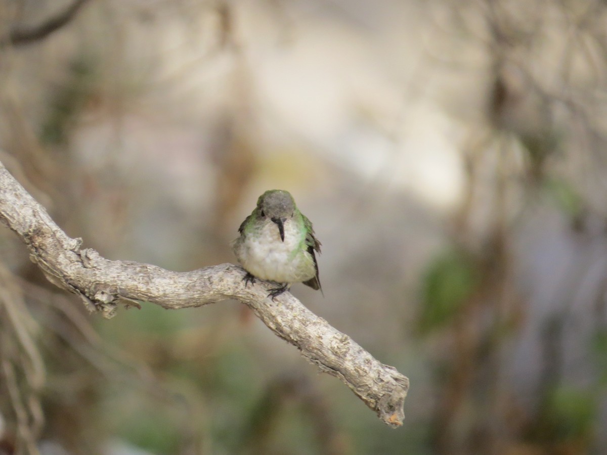 White-bellied Hummingbird - ML38472801