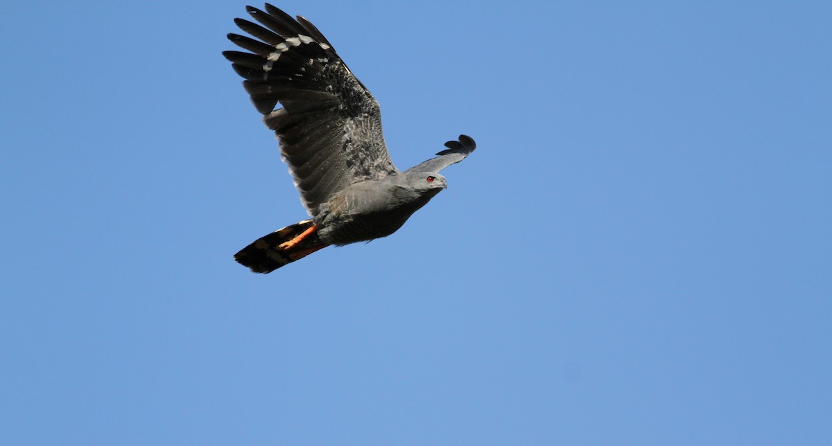 Crane Hawk (Gray) - ML38473131