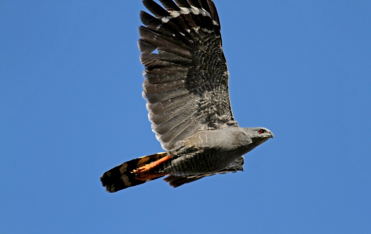 Crane Hawk (Gray) - ML38473181