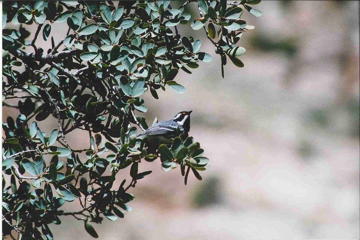 Black-throated Gray Warbler - ML384731981
