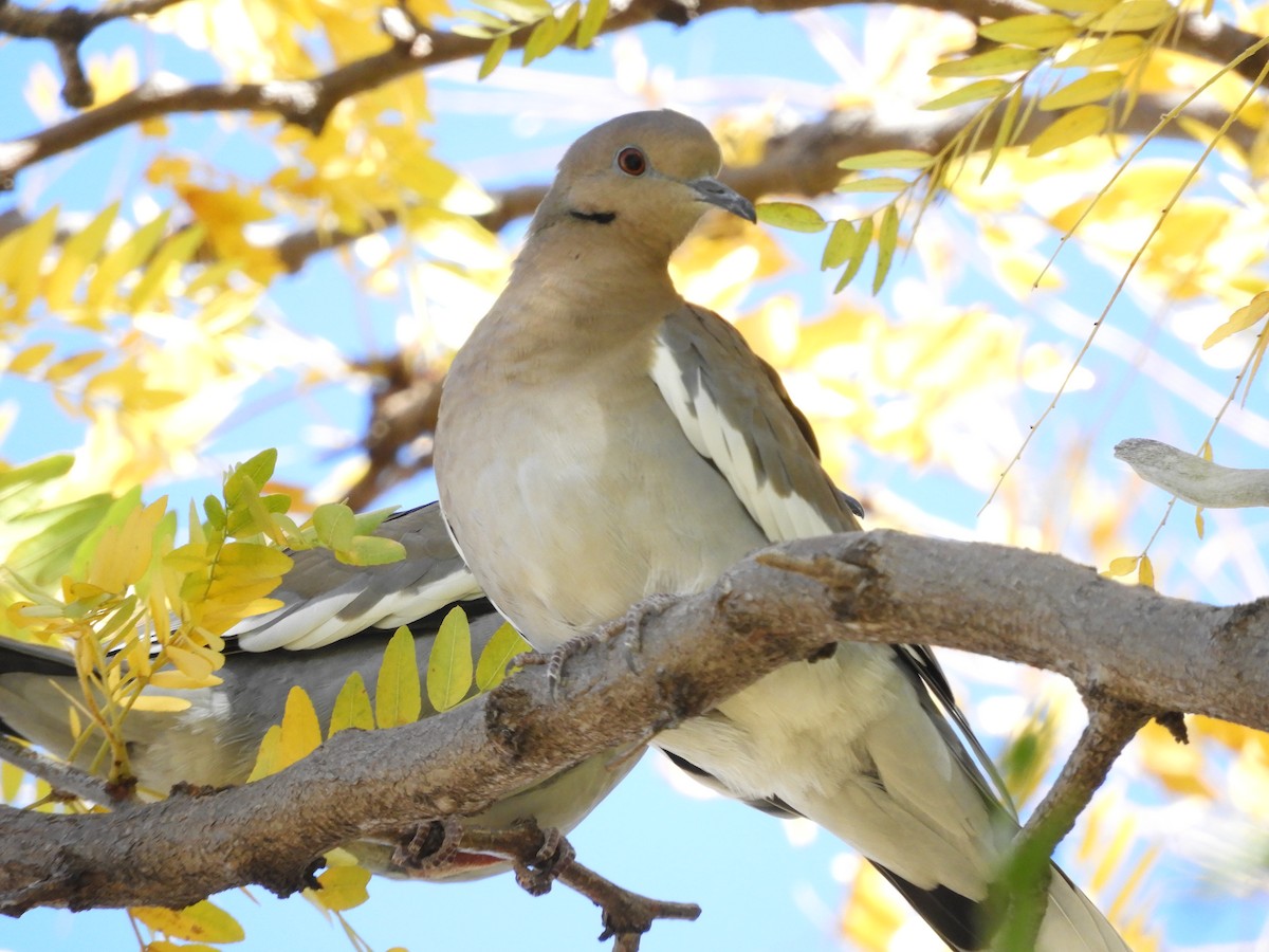 White-winged Dove - Sue Newland