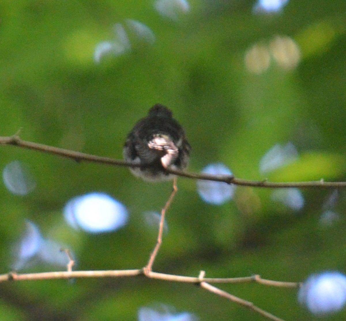 Violet-headed Hummingbird - ML384732851