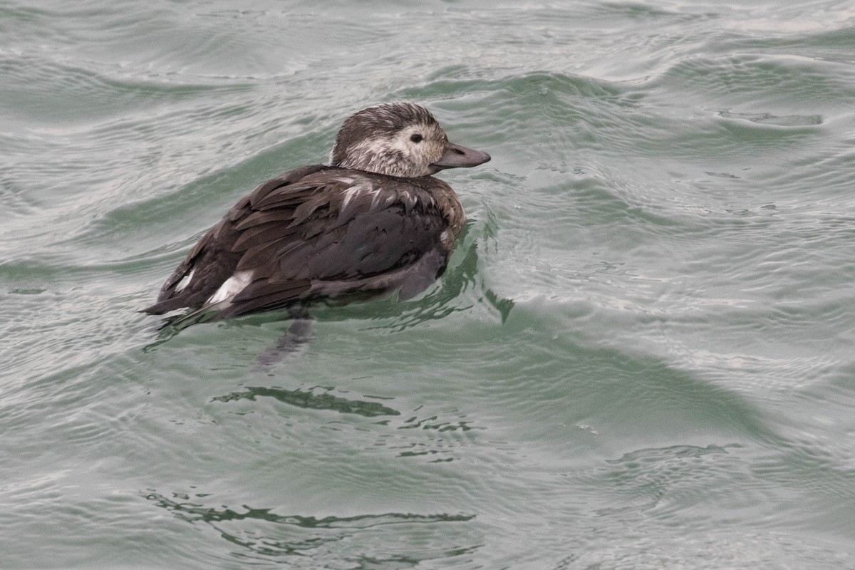 Long-tailed Duck - ML384737461