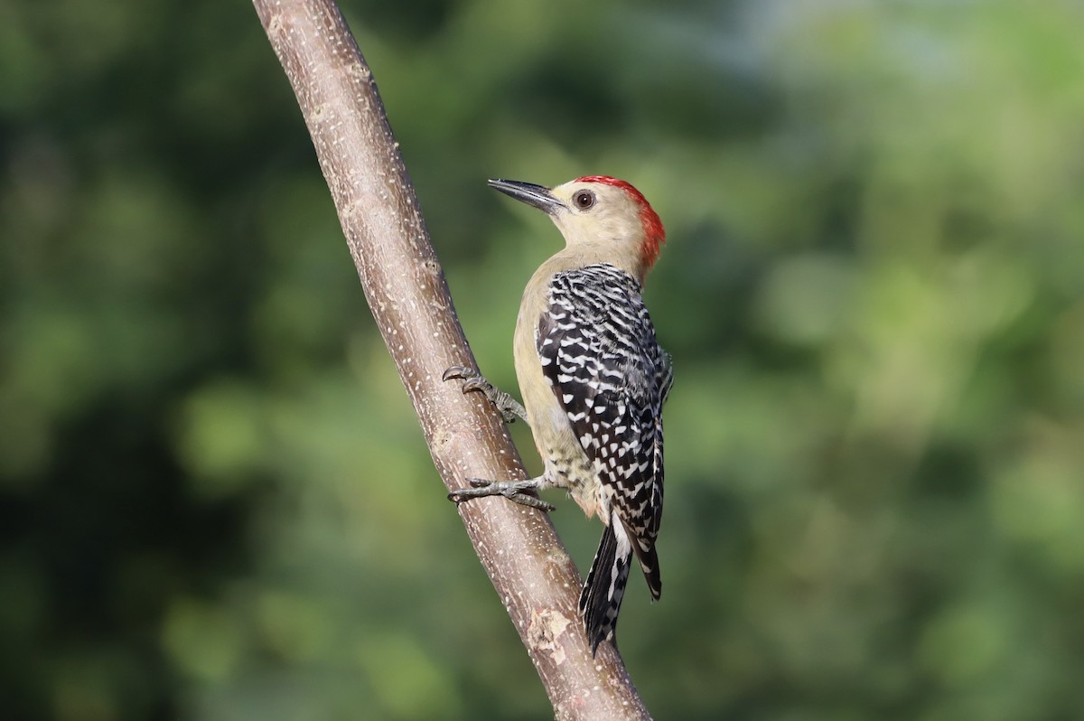 Red-crowned Woodpecker - Michael McCloy