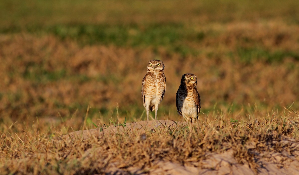 Burrowing Owl (guadeloupensis Group) - ML38473971