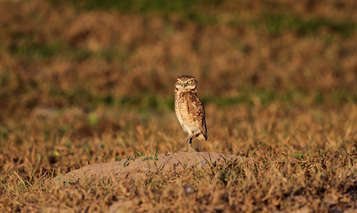 Burrowing Owl (guadeloupensis Group) - ML38474061
