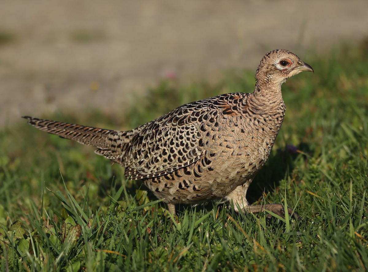 Ring-necked Pheasant - ML384740681