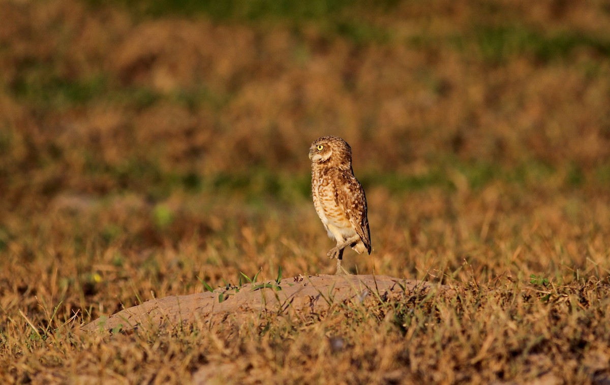 Burrowing Owl (guadeloupensis Group) - ML38474081