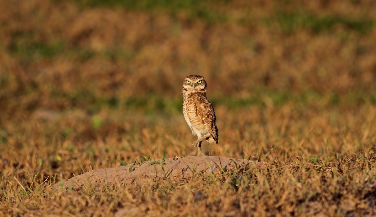 Burrowing Owl (guadeloupensis Group) - ML38474091