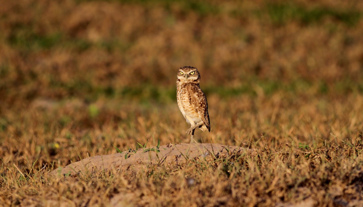 Burrowing Owl (guadeloupensis Group) - ML38474101