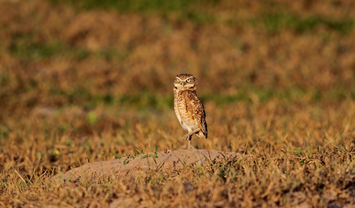 Burrowing Owl (guadeloupensis Group) - ML38474111