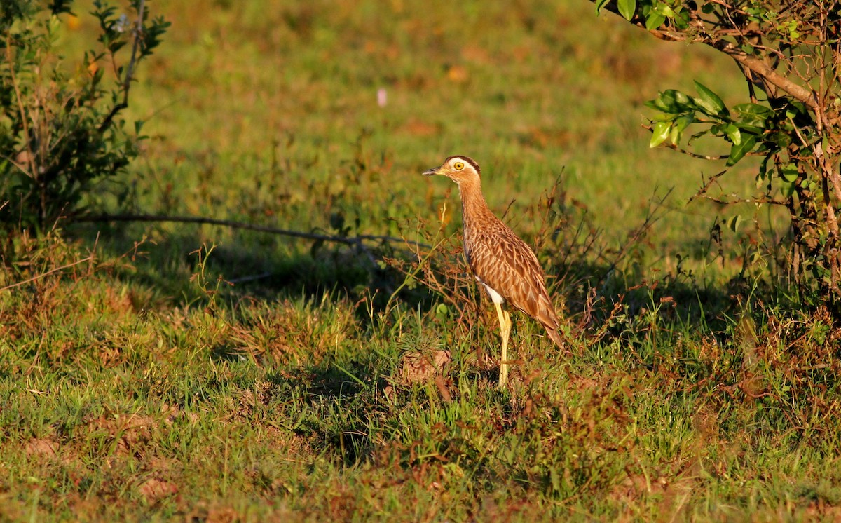 Double-striped Thick-knee - ML38474131