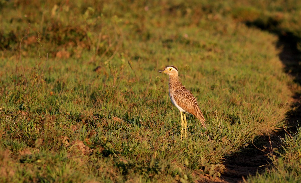 Double-striped Thick-knee - ML38474281