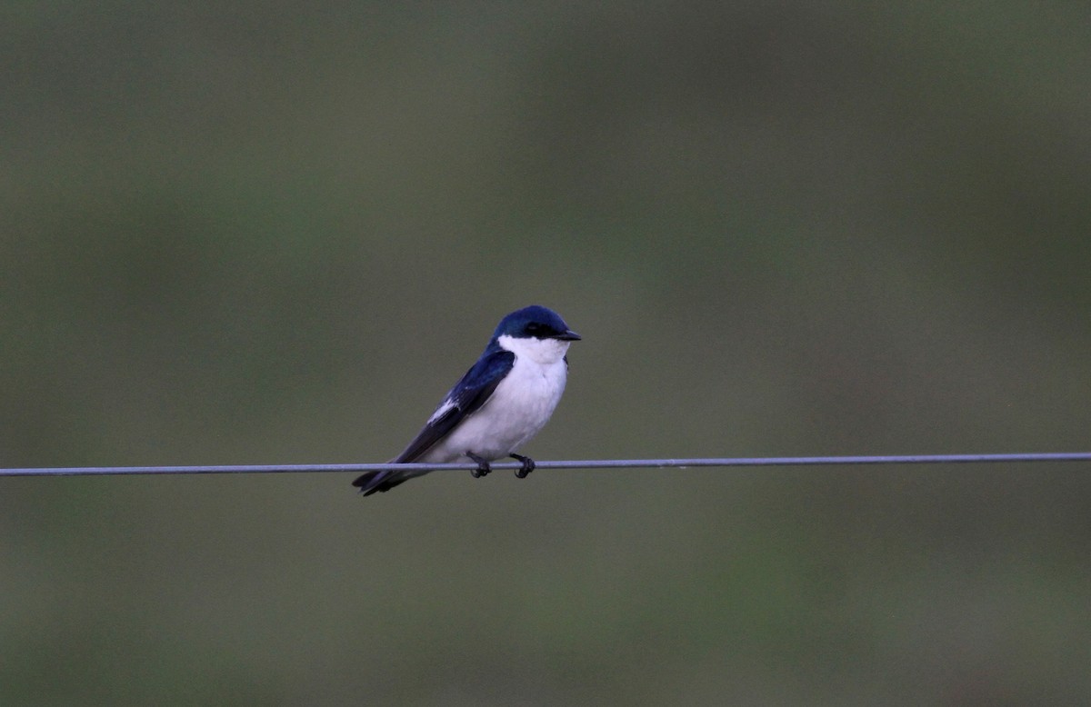 White-winged Swallow - ML38474341