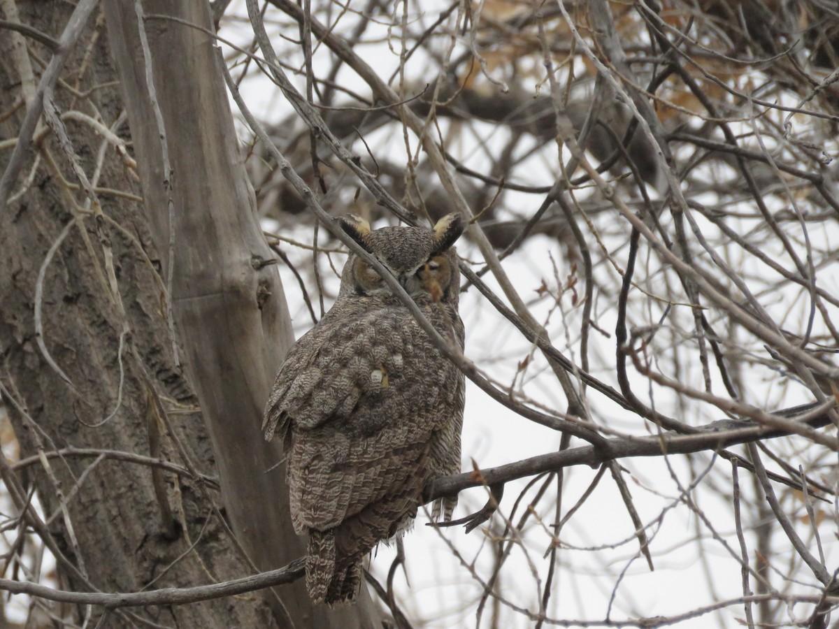 Great Horned Owl - ML384743731