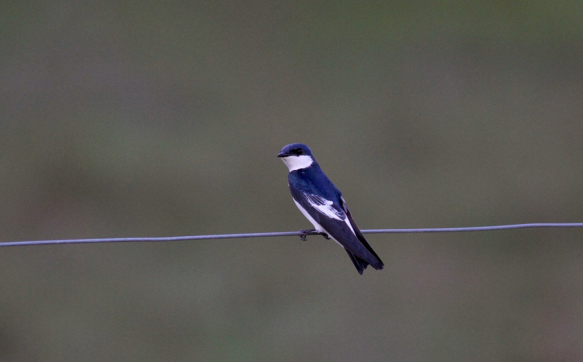 White-winged Swallow - ML38474381