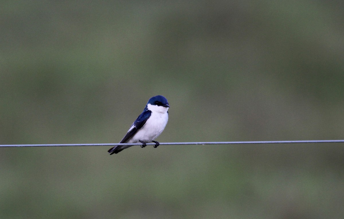 White-winged Swallow - ML38474391