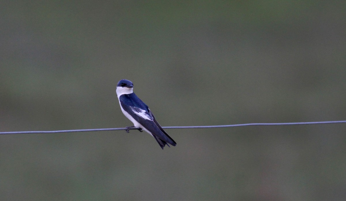 White-winged Swallow - ML38474411
