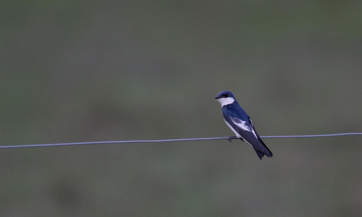 White-winged Swallow - ML38474421