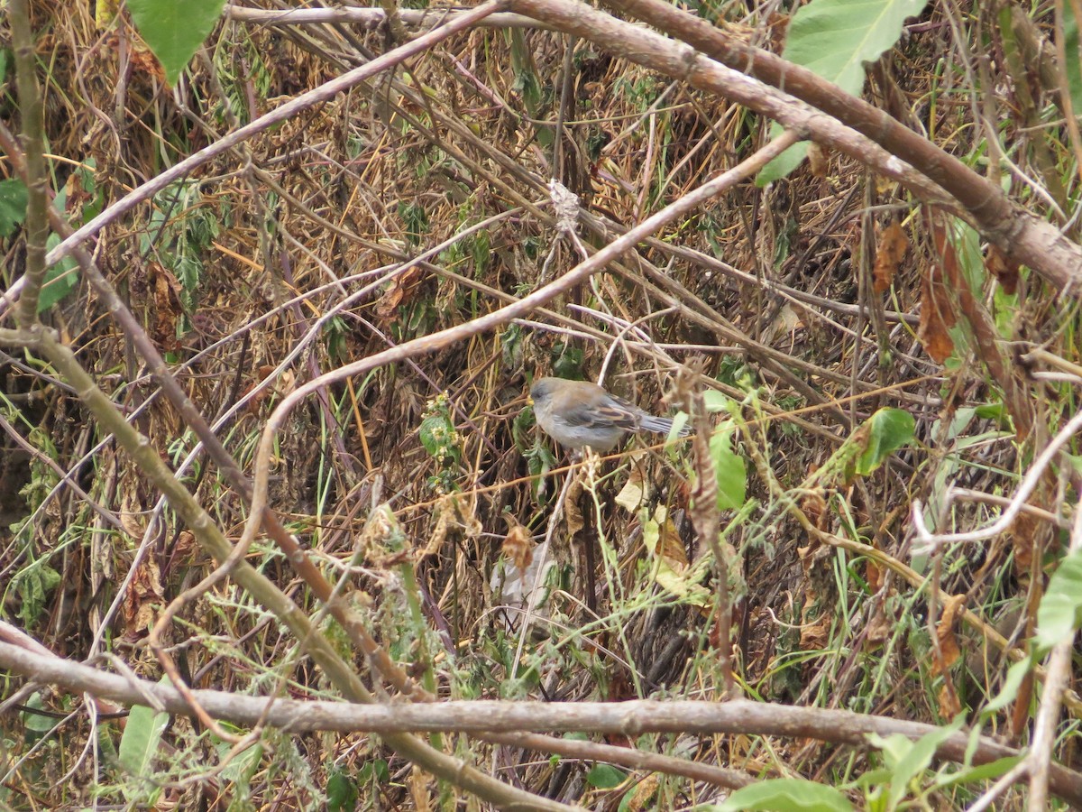Band-tailed Seedeater - ML38474431