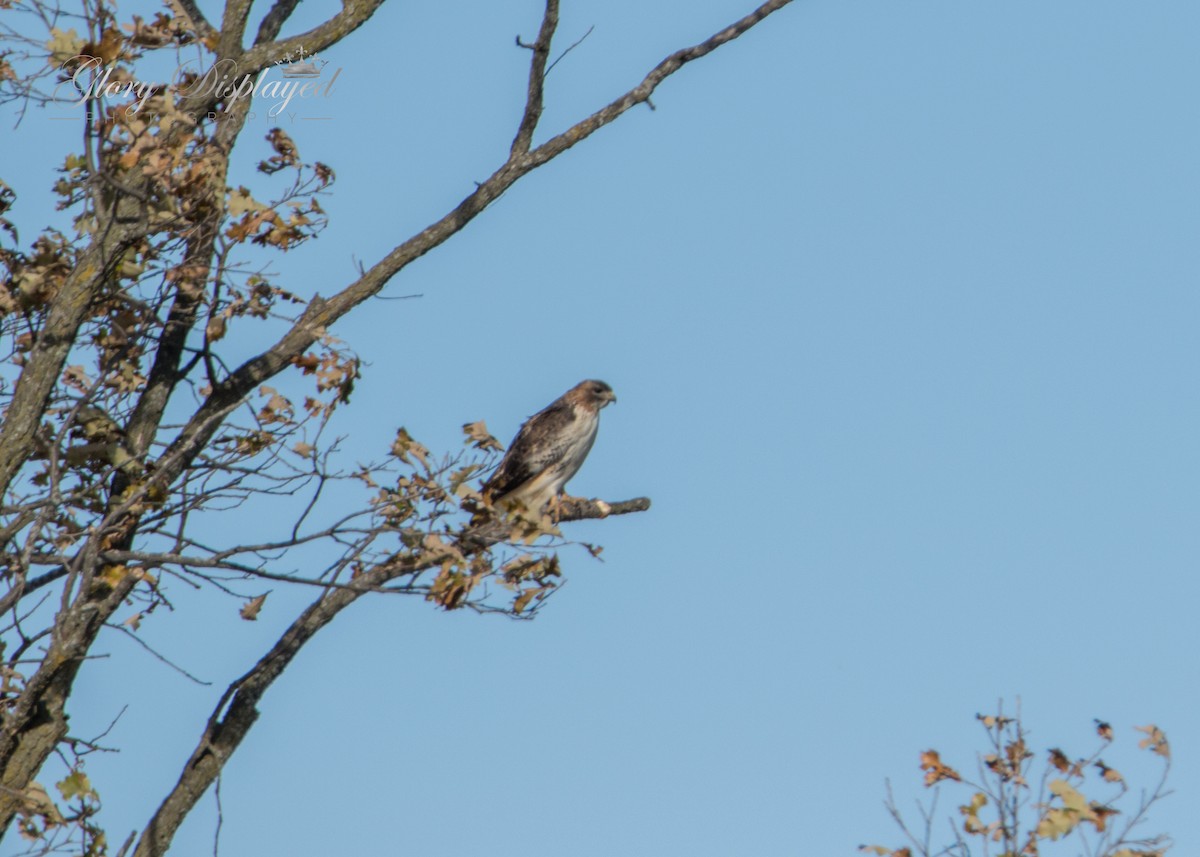 Red-tailed Hawk - ML384744521