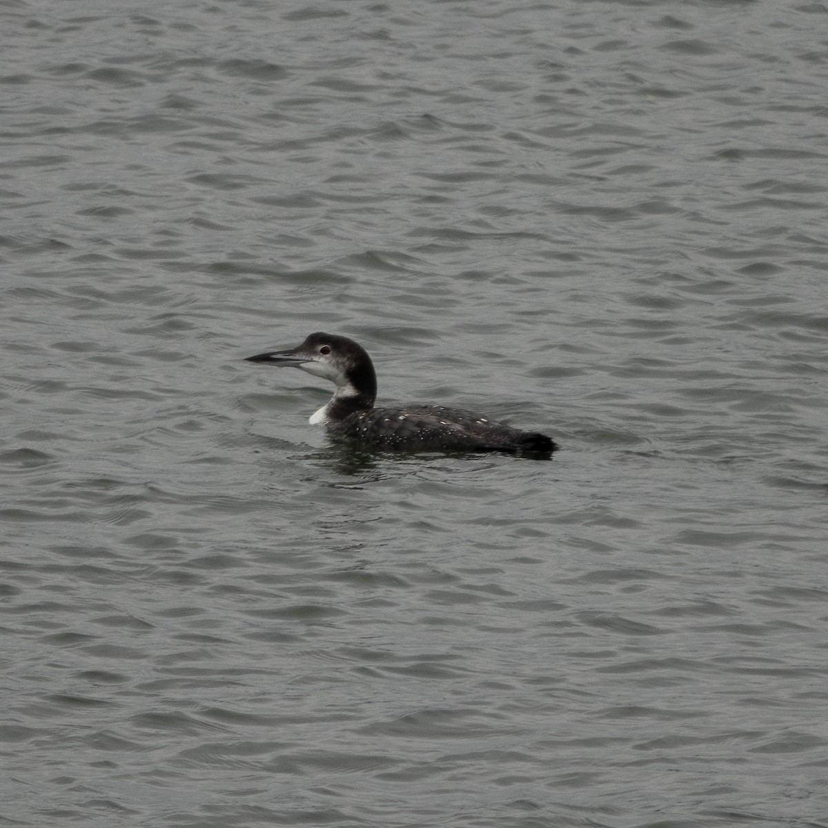 Common Loon - Kyle Landstra