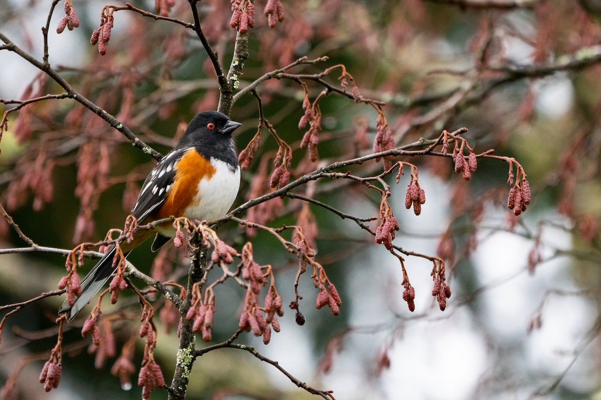Spotted Towhee - ML384747141