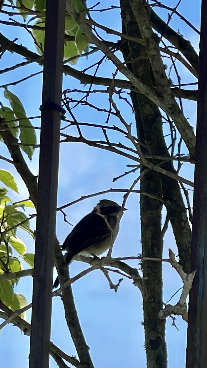 Rufous-collared Sparrow - Clarisse Odebrecht