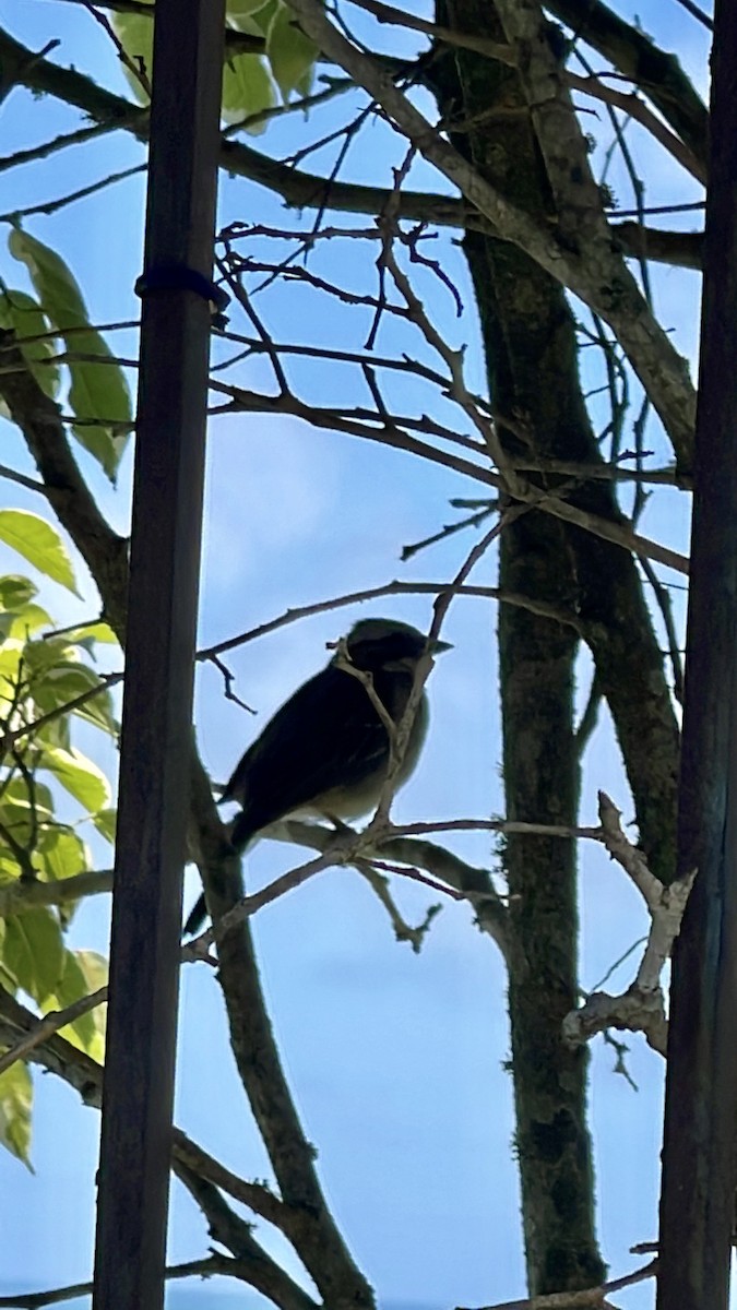 Rufous-collared Sparrow - ML384747941