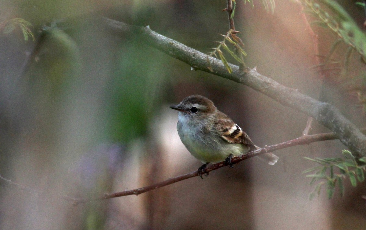 Northern Mouse-colored Tyrannulet - Jay McGowan