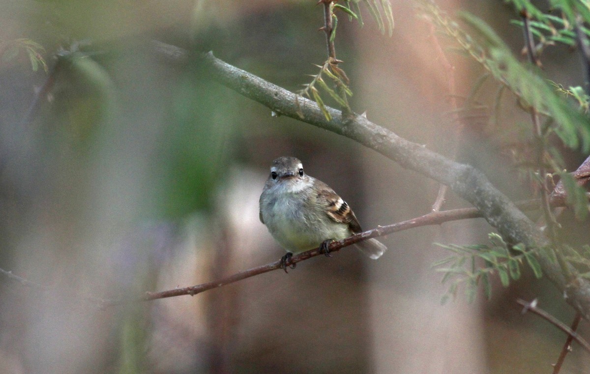 Northern Mouse-colored Tyrannulet - Jay McGowan