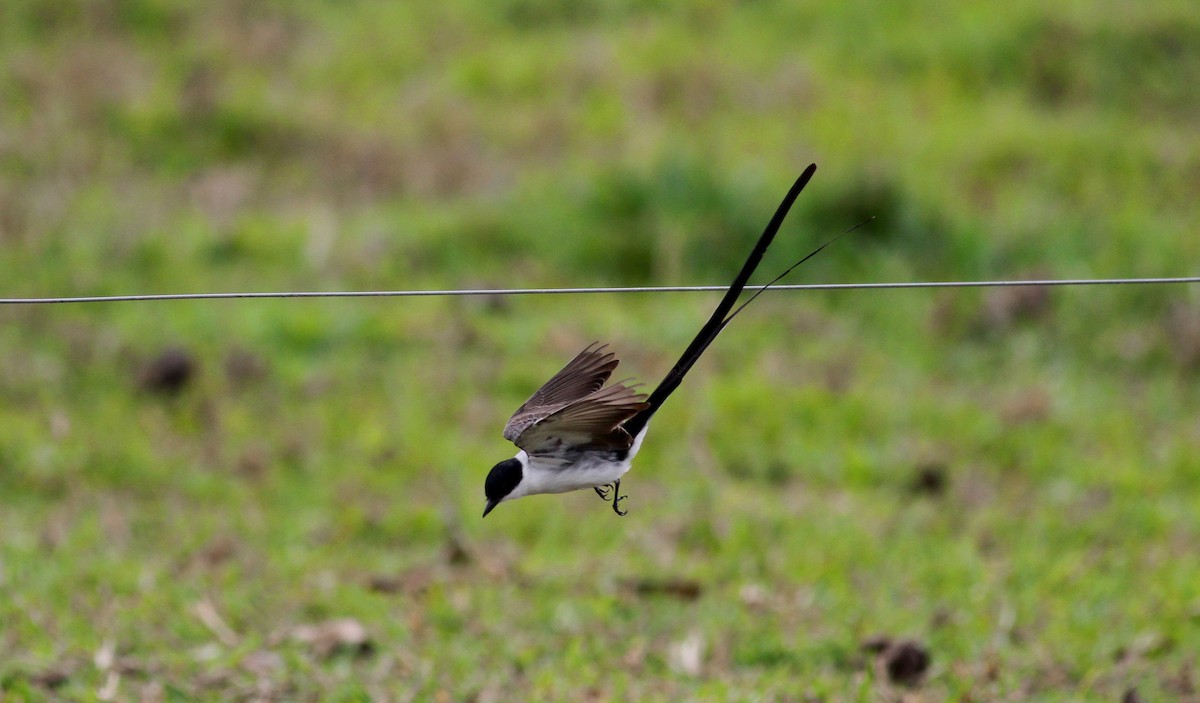 Fork-tailed Flycatcher - ML38475511