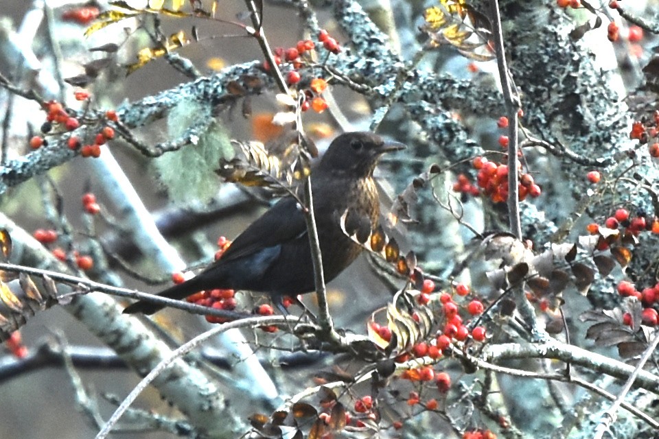 Eurasian Blackbird - ML384756421