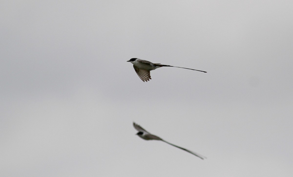 Fork-tailed Flycatcher - ML38475721