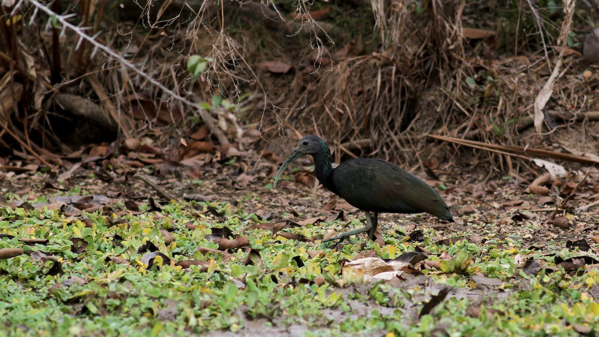 ibis zelený - ML38475841