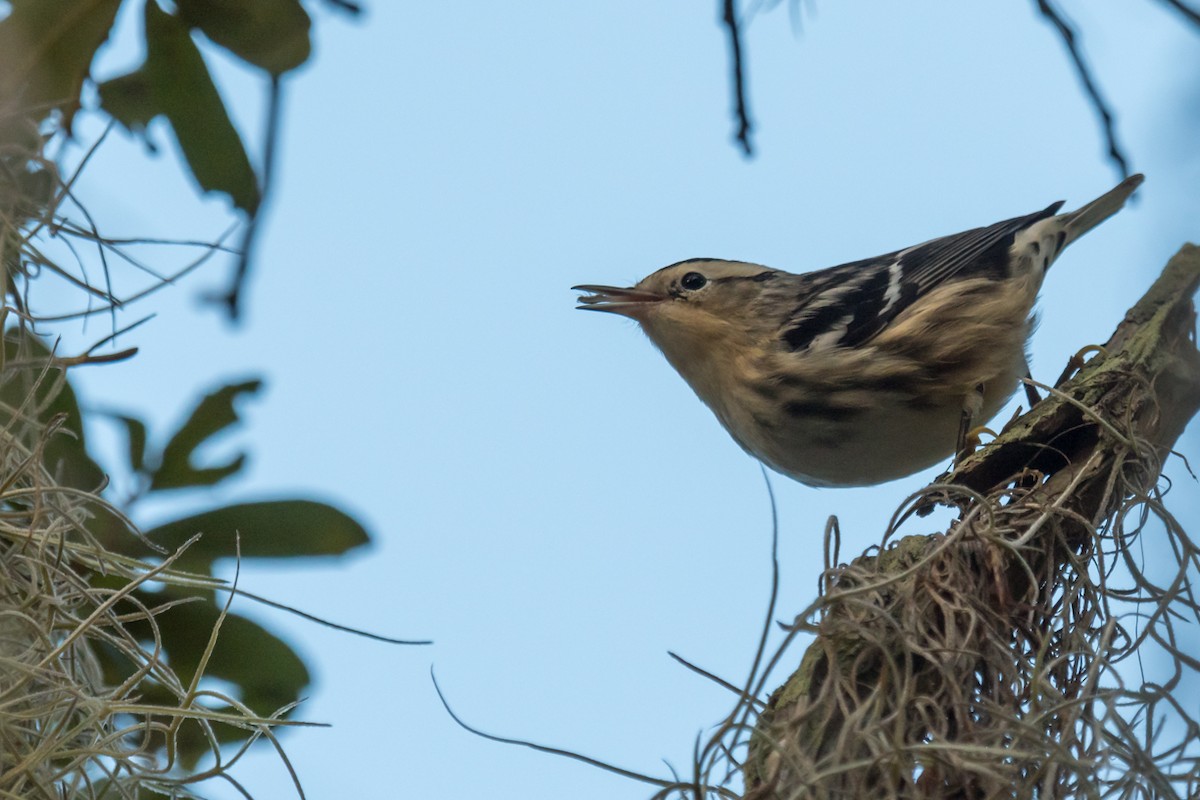 Black-and-white Warbler - ML384760071